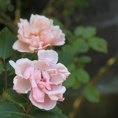 Вилла Отрадное вилла, Отрадное, Крым