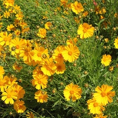 Вилла Отрадное вилла, Отрадное, Крым