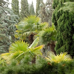 Центр отдыха Профессорский уголок, Алушта, Крым