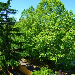 Гостевой дом София на Медовой, Сочи, Краснодарский край