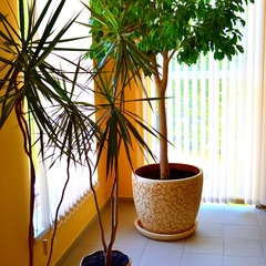 Гостевой дом София на Медовой, Сочи, Краснодарский край