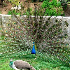 Пансионат Ай-Лия, Крым