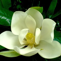 Гостевой дом Магнолия, Туапсе, Краснодарский край