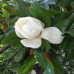 Гостевой дом Магнолия, Туапсе, Краснодарский край