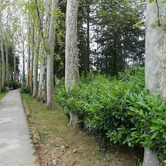 Санаторий Лазаревское, Лазаревское, Краснодарский край