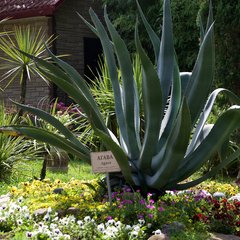 Отель Alean Family Resort & SPA Sputnik 4*, Сочи, Краснодарский край