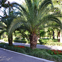 Отель Alean Family Resort & SPA Sputnik 4*, Сочи, Краснодарский край