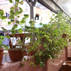 Гостевой дом Бриз, Сочи, Краснодарский край