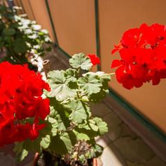 Отель Пальма, Сочи, Краснодарский край