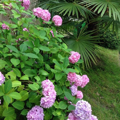 Пансионат Сокол , Вардане, Краснодарский край