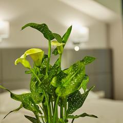 Отель Вельвет, Санкт-Петербург, Ленинградская область