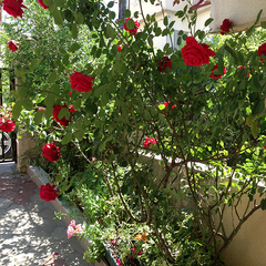 Гостевой дом Джина, Сочи, Краснодарский край