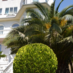 Отель София на Чкалова, Сочи, Краснодарский край