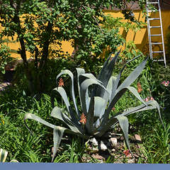 Отель София на Чкалова, Сочи, Краснодарский край