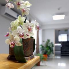 Гостиница Чешский дом, Адлер, Краснодарский край