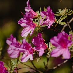 Отель Orchestra Crystal Sochi Resort , Хоста, Краснодарский край