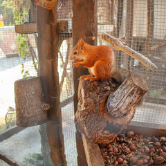 Спа-отель Грейс Арли, Сочи, Краснодарский край