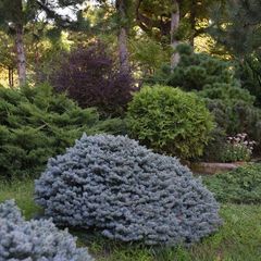 Парк-отель Небуг, Небуг, Краснодарский край