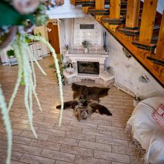 Гостевой дом Медвежий угол, Суздаль, Владимирская область