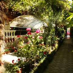 Гостевой дом Эдельвейс Адлер, Адлер, Краснодарский край