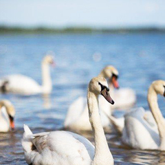 Санаторий Нарочь, Минская область