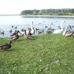 Санаторий Криница, Минская область