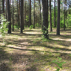 Санаторий Приозерный, Минская область