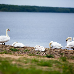 Санаторий Приморский, Минская область