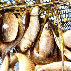 Туркомплекс Кветки Яблыни, Минская область