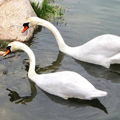 Туркомплекс Кветки Яблыни, Минская область