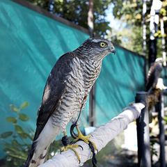 Дом отдыха Закавказье, Гагра