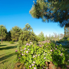 Санаторий Самшитовая роща, Пицунда