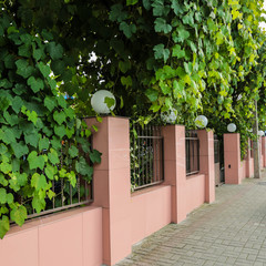 Отель Абхаз-Лео (бывш. Лоза), Гагра