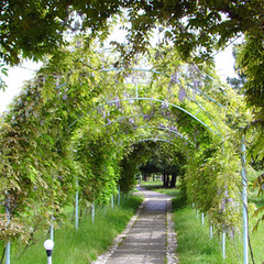 Санаторий Самшитовая роща, Пицунда