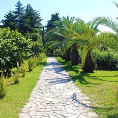 Санаторий Самшитовая роща, Пицунда