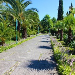 Санаторий Самшитовая роща, Пицунда