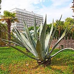 Дом отдыха Питиус, Пицунда