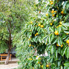 Гостиница Арго, Гудаута