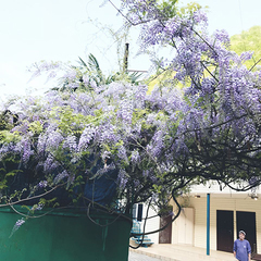 Гостевой дом Домик в ущелье, Гагра