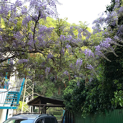 Гостевой дом Домик в ущелье, Гагра