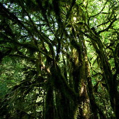 Гостевой дом Домик в ущелье, Гагра