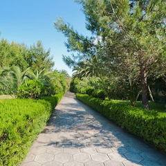 Пансионат Сосновая роща, Пицунда