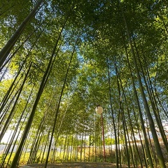 Пансионат Ривьера, Пицунда