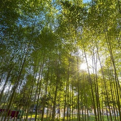 Пансионат Ривьера, Пицунда