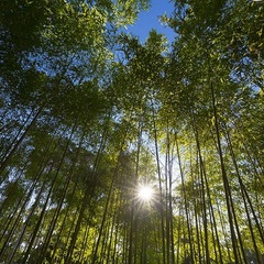 Пансионат Ривьера, Пицунда