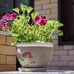 Отель Апсара / Apsara, Пицунда