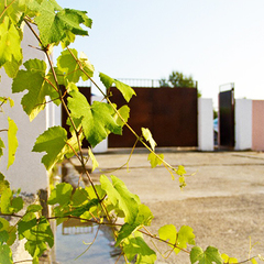 Гостевой дом Санрайз, Гагра