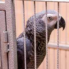 Отель Илиос, Гагра