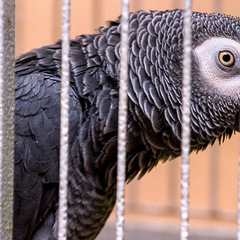 Отель Илиос, Гагра