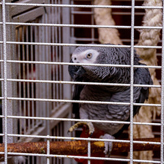 Отель Илиос, Гагра